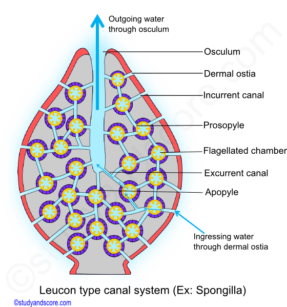 Leuconoid canal system, canal system in sponges, ingressing water, osculum, ostia, incurrent canal, excurrent canal, prosopyle